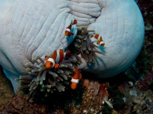 Raja Ampat Indonesien Alice im Wunderland Tauchsafari
