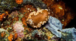 Raja Ampat Indonesien Alice im Wunderland Tauchsafari