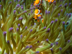 Raja Ampat Indonesien Tauchsafari, Nemo, Wobbegong, Teppichhai, Manta