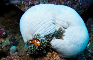 Raja Ampat Indonesien Tauchsafari, Nemo, Wobbegong, Teppichhai, Manta