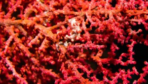 Raja Ampat Indonesien Tauchsafari, Nemo, Wobbegong, Teppichhai, Manta