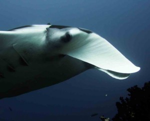 Raja Ampat Indonesien Tauchsafari, Nemo, Wobbegong, Teppichhai