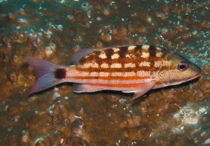 Raja Ampat Indonesien Alice im Wunderland Tauchsafari