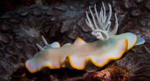 Raja Ampat Indonesien Alice im Wunderland Tauchsafari