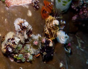 Raja Ampat Indonesien Tauchsafari, Nemo, Wobbegong, Teppichhai, Manta