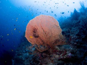 Raja Ampat Indonesien Alice im Wunderland Tauchsafari