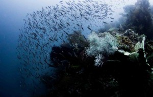 Raja Ampat Indonesien Alice im Wunderland Tauchsafari