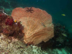 Raja Ampat Indonesien Alice im Wunderland Tauchsafari