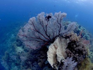 Raja Ampat Indonesien Alice im Wunderland Tauchsafari