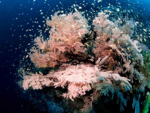 Raja Ampat Indonesien Tauchsafari, Nemo, Wobbegong, Teppichhai