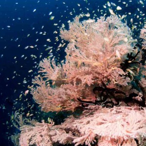 Raja Ampat Indonesien Tauchsafari, Nemo, Wobbegong, Teppichhai