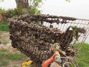 Neue_Donau_Müll_Tauchen-