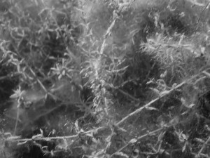 Neue_Donau_Müll_Tauchen-