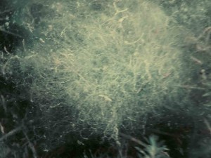 Neue_Donau_Müll_Tauchen-