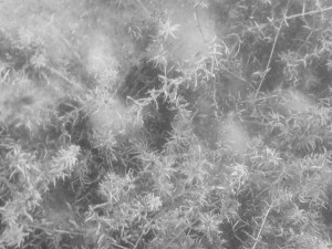 Neue_Donau_Müll_Tauchen-