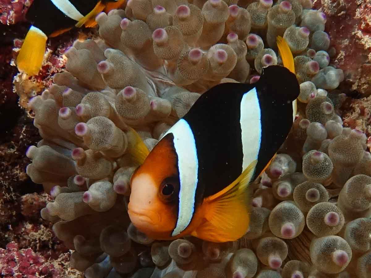 Malediven_Eco_Dive_Pro (27 of 29)