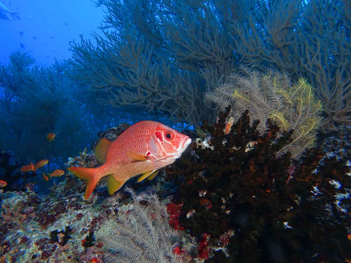 Malediven_Eco_Dive_Pro (28 of 29)