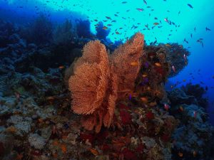 Sharm El Sheikh COVID Tauchen