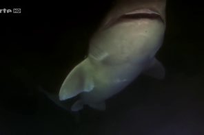 Unterwasser Fleischfresser (ARTE Doku)