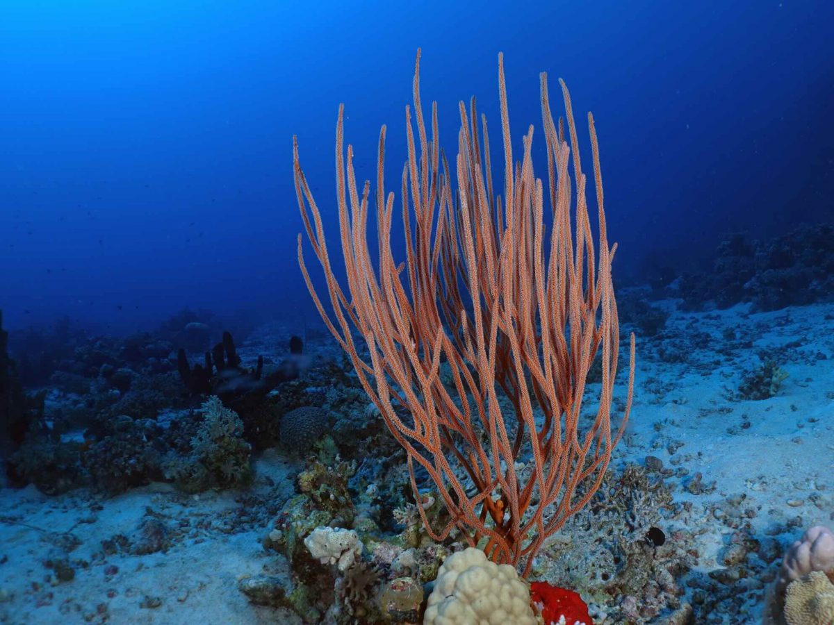 Unter der Oberfläche das Rote Meer