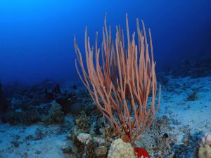 Unter der Oberfläche das Rote Meer